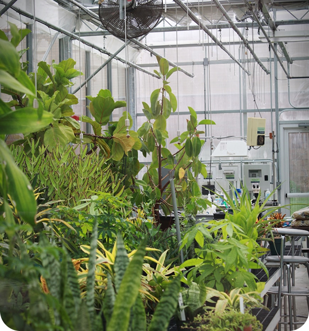 Greenhouse with plants