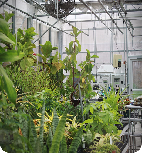Greenhouse with plants