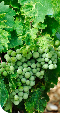 Green grapes