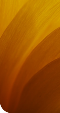Wooden texture